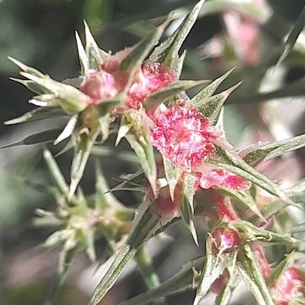 Salsola kali Flower