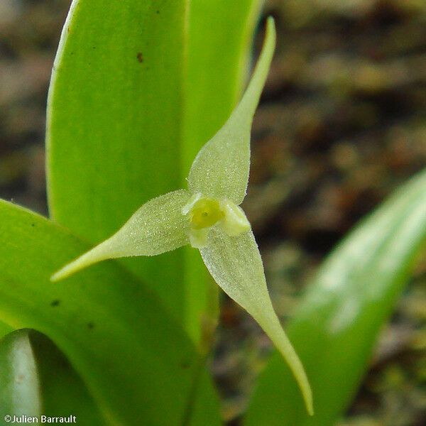 Bulbophyllum cylindrobulbum Žievė