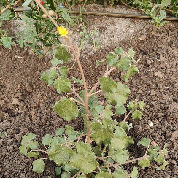 Triumfetta rhomboidea Feuille