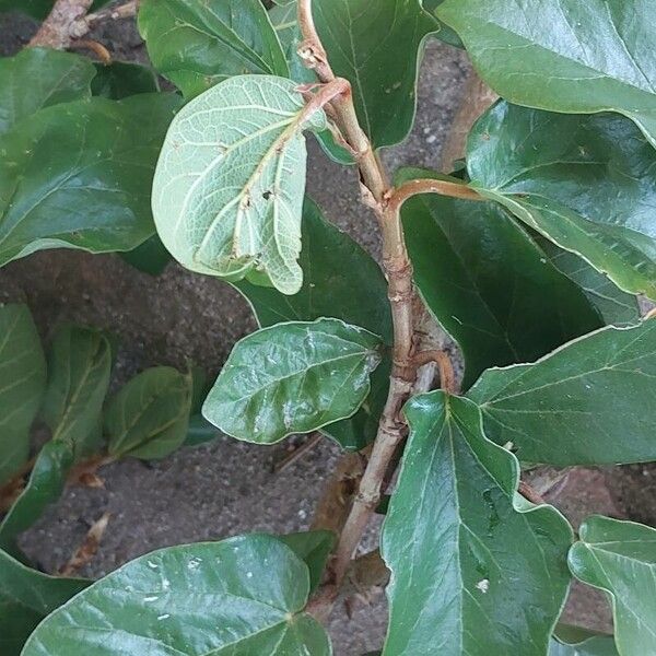 Ficus pumila Leaf