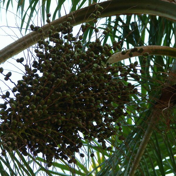 Roystonea borinquena Frucht