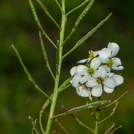 Diplotaxis erucoides Blomma