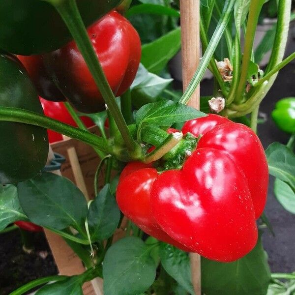 Capsicum chinense 果実