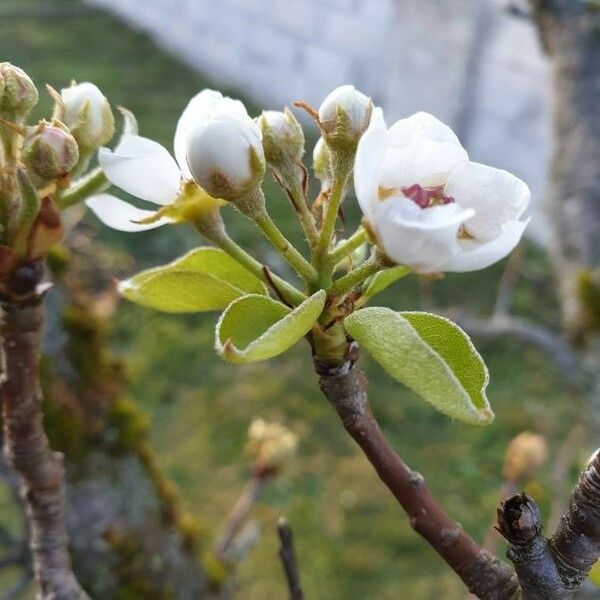 Pyrus communis Листок