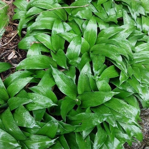 Allium ursinum Fuelha