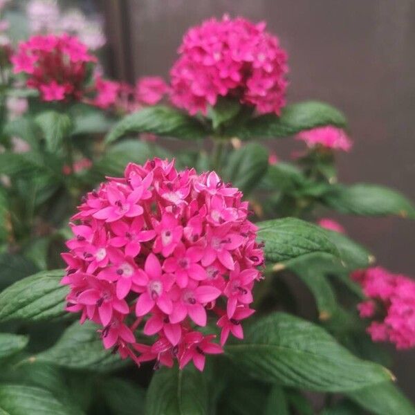 Pentas lanceolata Blüte