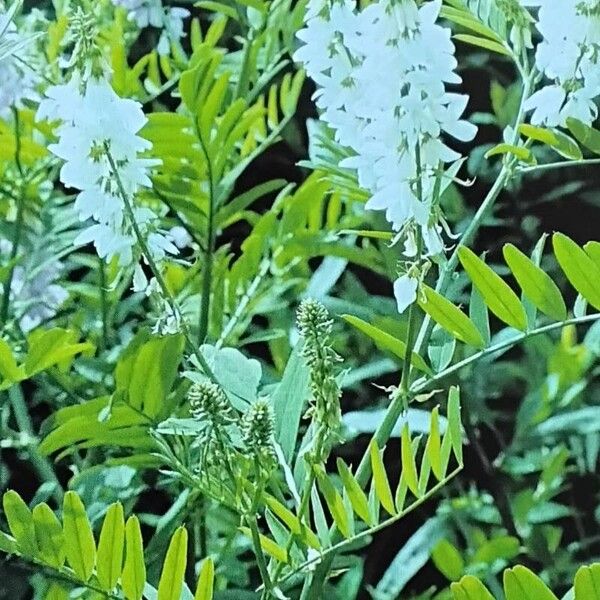 Galega officinalis 形态