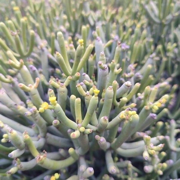 Euphorbia aphylla Liść