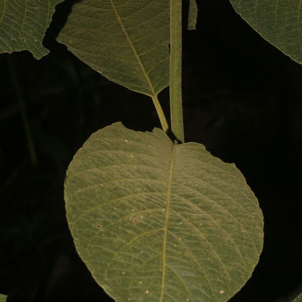 Siparuna gesnerioides Blatt