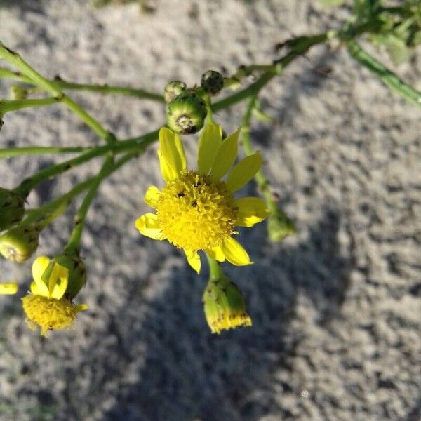 Senecio inaequidens Fiore