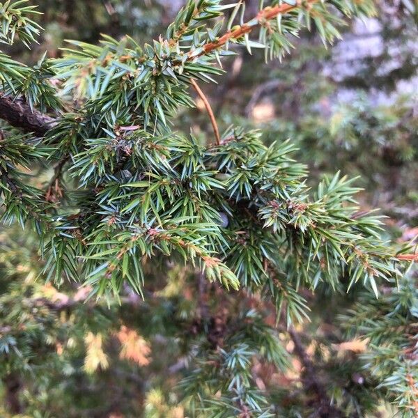 Juniperus communis Leaf