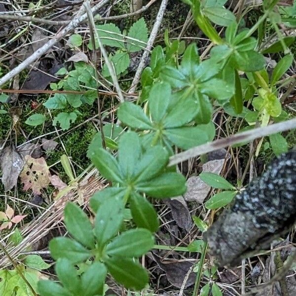 Galium triflorum Blad