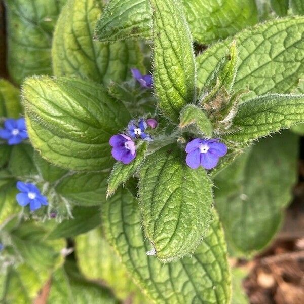 Pentaglottis sempervirens Кветка