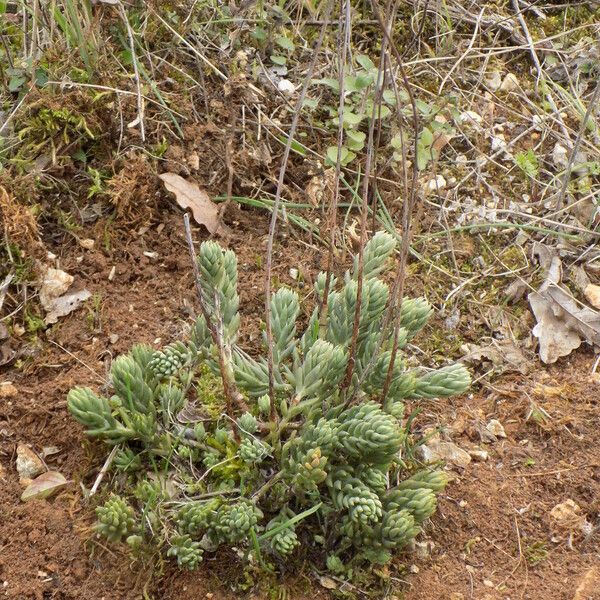 Sedum sediforme 整株植物