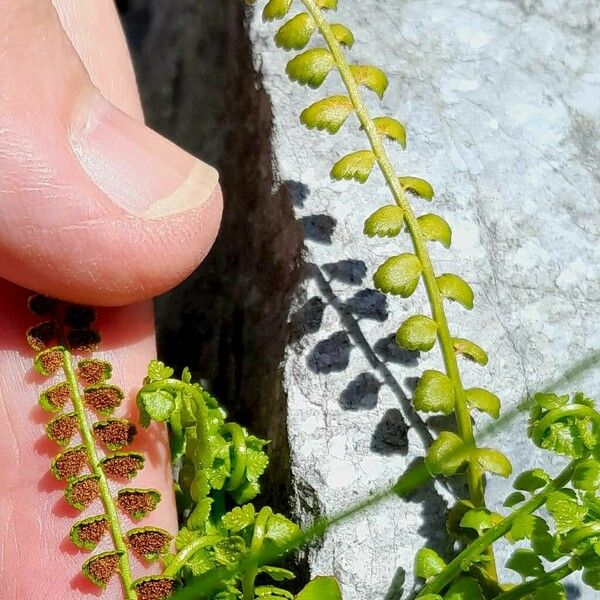 Asplenium viride पत्ता