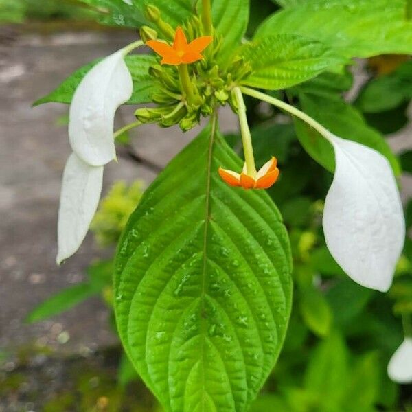 Mussaenda frondosa Flor