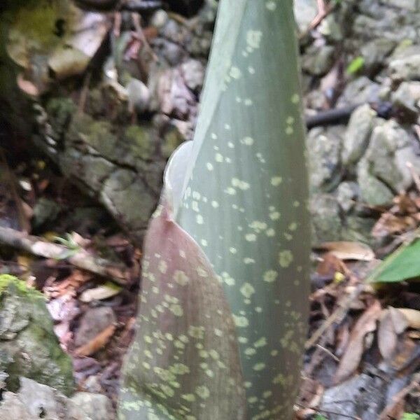 Amorphophallus paeoniifolius Blüte