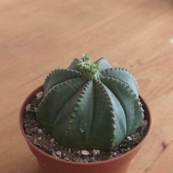 Euphorbia obesa List