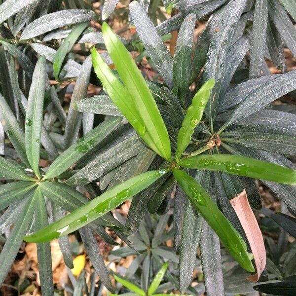 Podocarpus costalis Sonstige