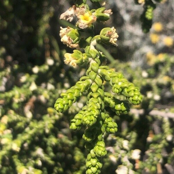 Thymelaea hirsuta Blad