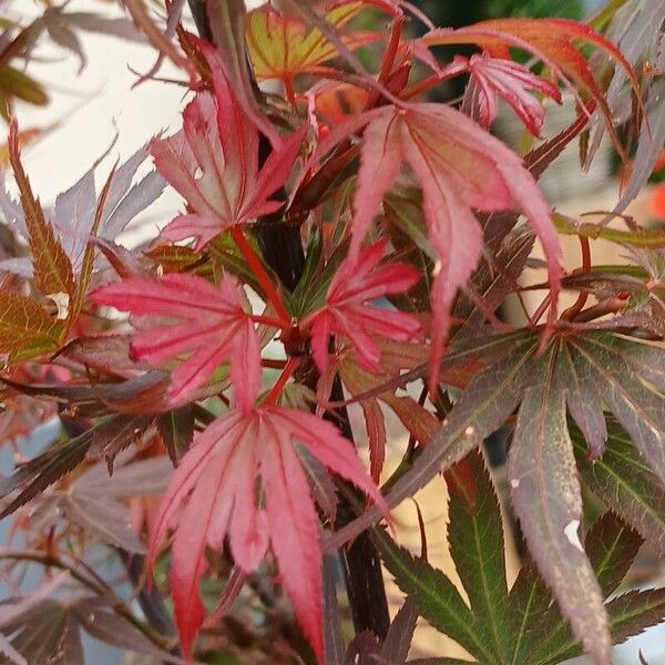 Acer palmatum Leaf