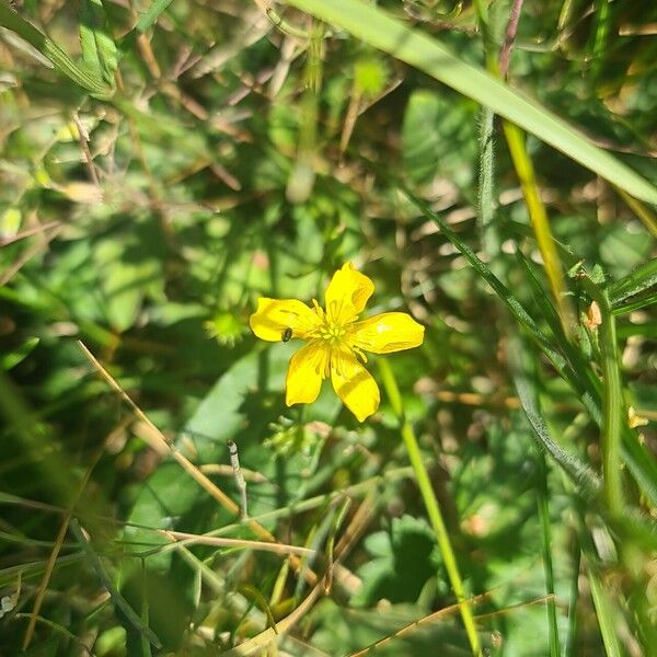 Ranunculus multifidus ফুল