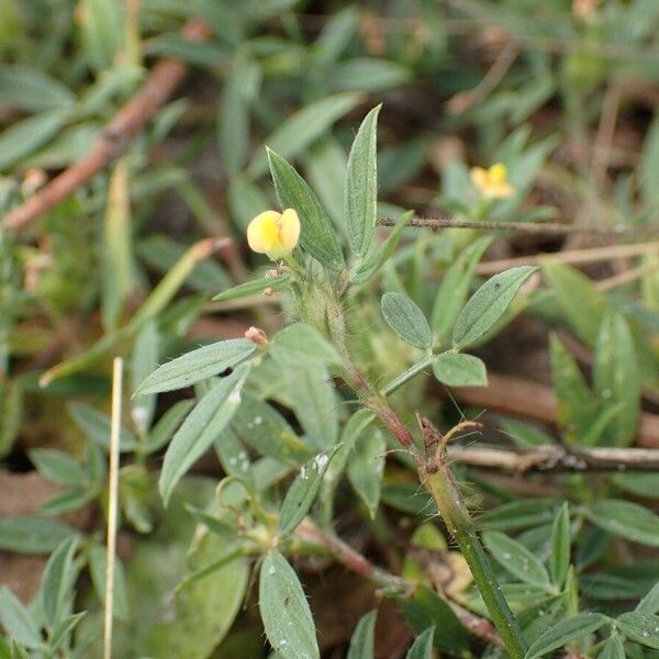 Stylosanthes fruticosa Flower