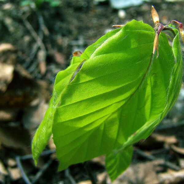 Fagus sylvatica Blad