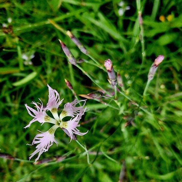 Dianthus superbus 花