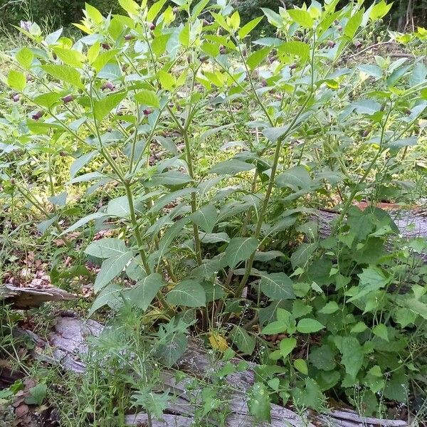 Atropa bella-donna Habitatea