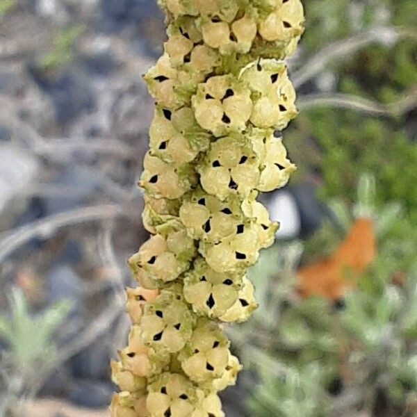 Reseda luteola Frucht