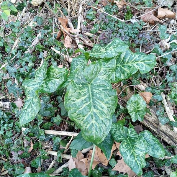 Arum italicum Hábito