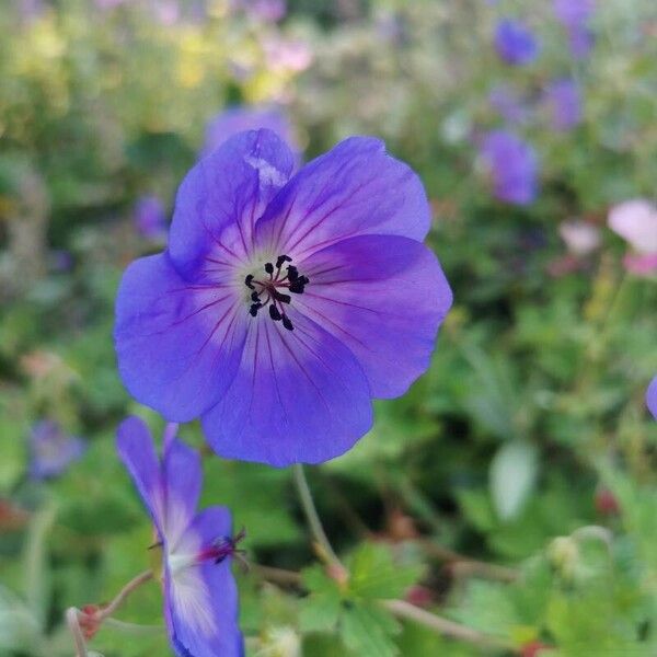 Geranium platypetalum Fiore