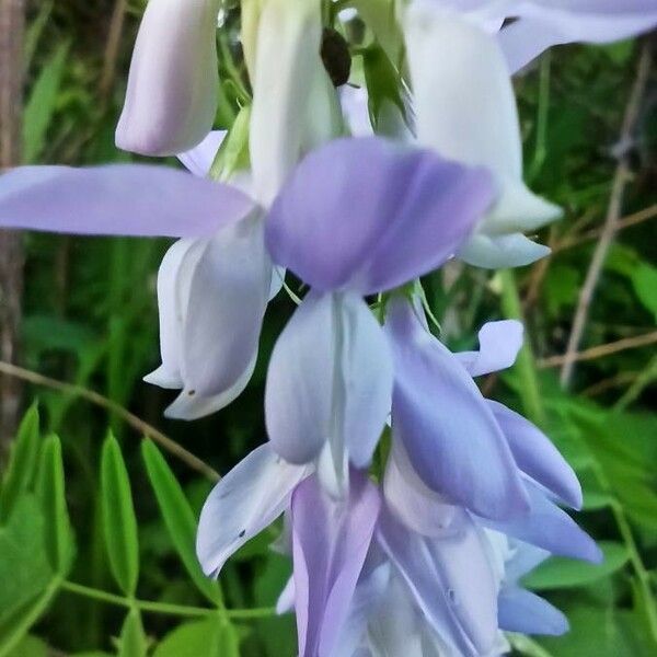 Galega officinalis Flower