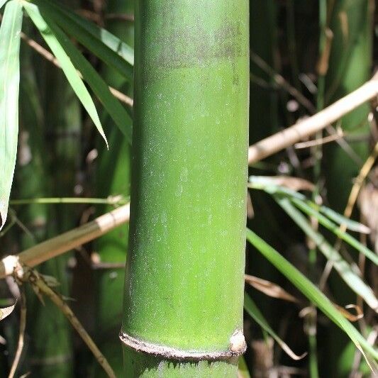 Bambusa vulgaris বাকল