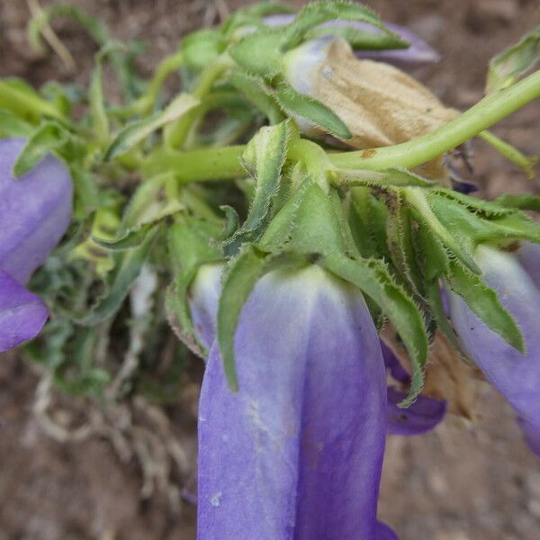 Campanula speciosa മറ്റ്