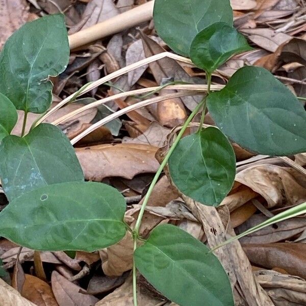 Paederia foetida Hoja