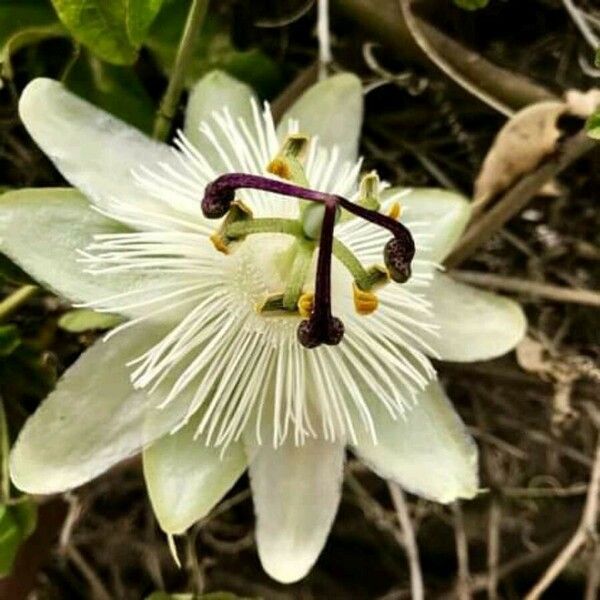 Passiflora foetida Flower