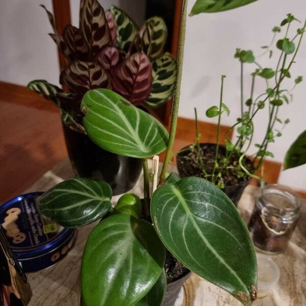 Peperomia maculosa Листок