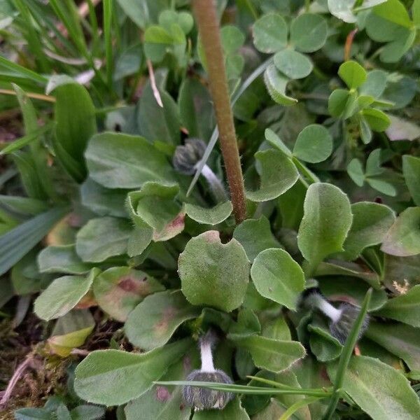 Bellis perennis Leaf