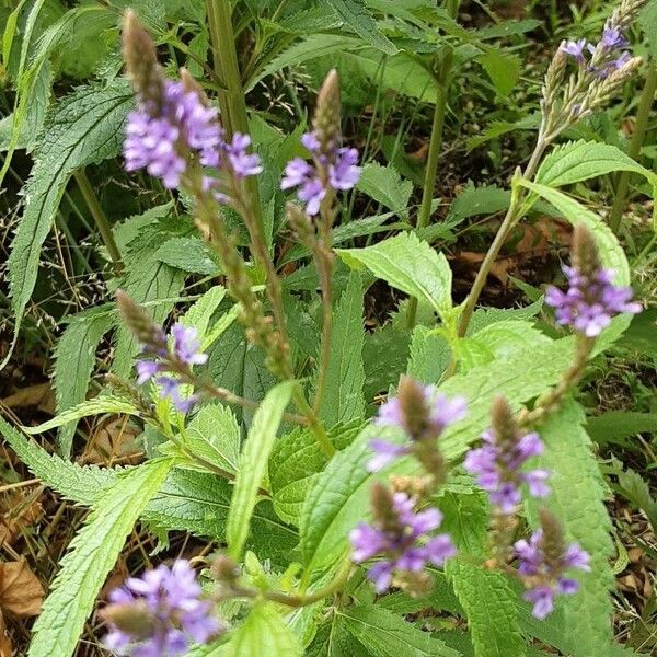 Verbena hastata عادت