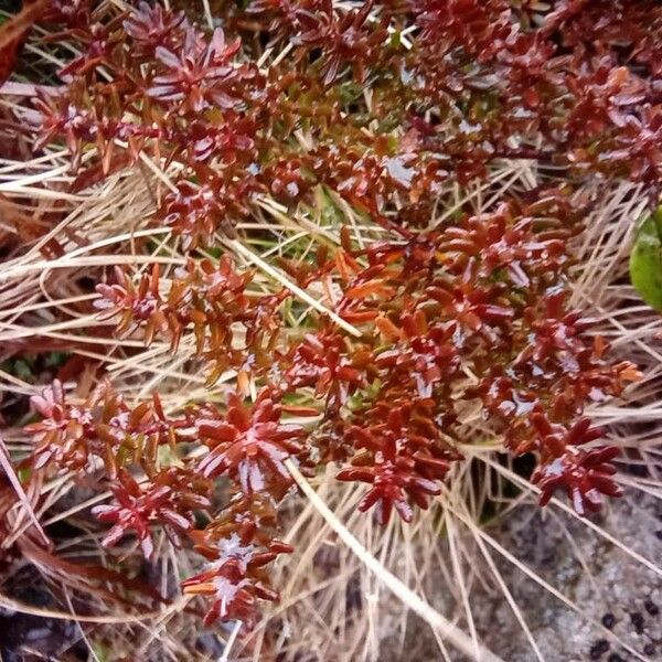 Sedum cespitosum 葉