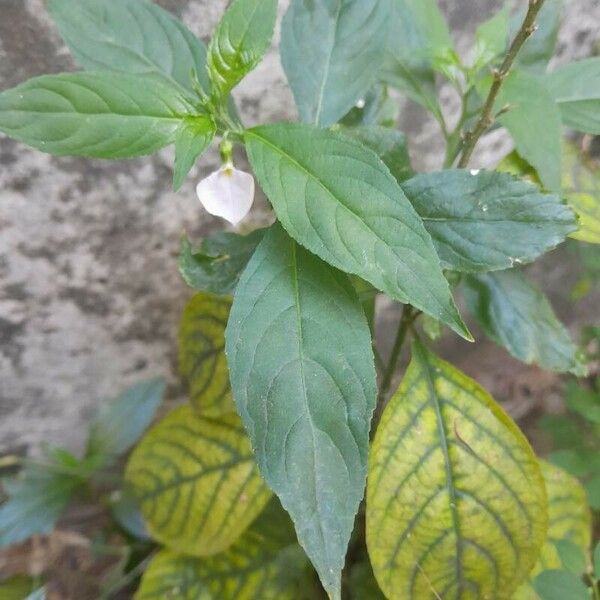 Impatiens balsamina ഇല