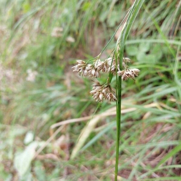 Luzula luzuloides Flor