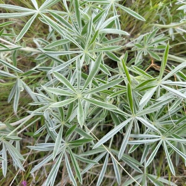 Lupinus albifrons Fuelha