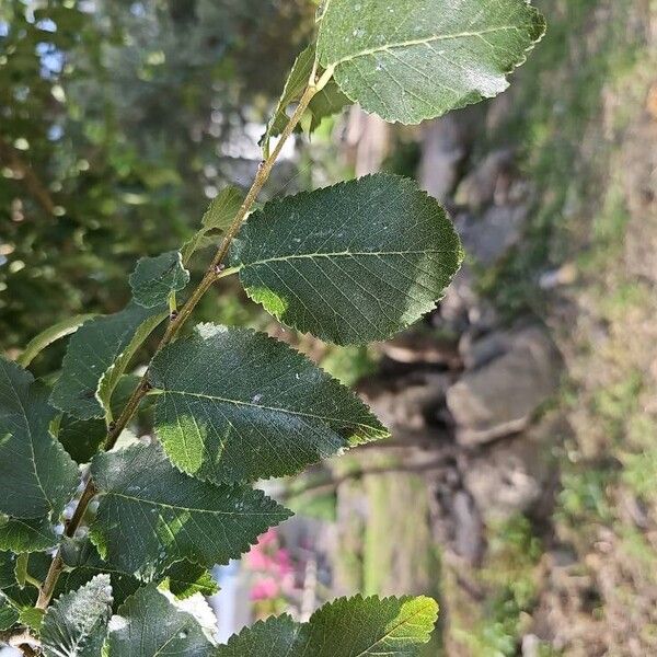 Ulmus pumila List