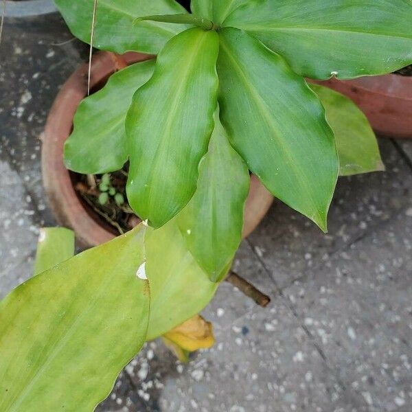 Costus spiralis Rinde