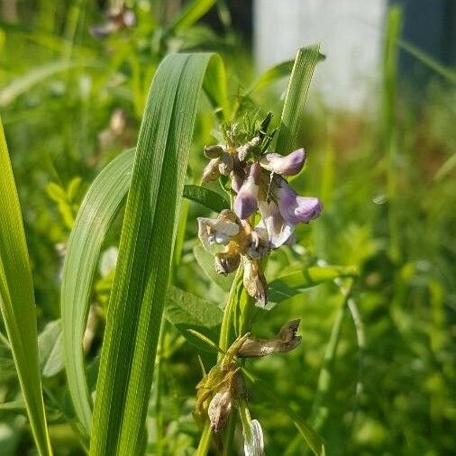 Vicia sepium ফুল