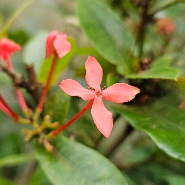 Ixora chinensis Çiçek