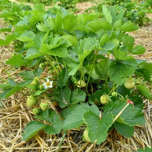 Fragaria × ananassa Costuma